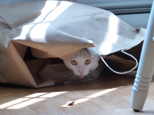 Prince Oliver Smudge the Second, August 2014