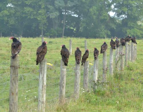 Fourteen Hungry Turkey Vultures, All in a Row!