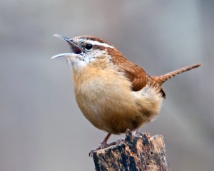 Carolina Wren Singing
