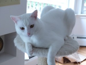 King of the Mountain