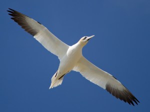gannet-flying-overhead-great-saltee-8130xl[1]