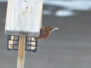 Carolina Wren 2, P1050130