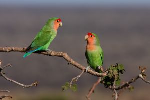 Red-faced Lovebird