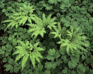 174_1Maidenhair_Fern_Triangle__Ontario