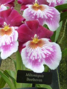 Beethoven at Longwood