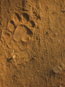 Tiger_Paw_Print_by_feystarlight
