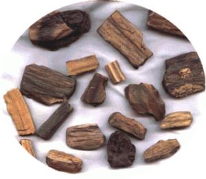 Petrified wood bits unpolished