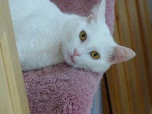 Smudge on Pink Rug Bed - 30 Aug 2014