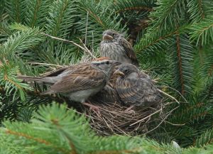 Chipping_Sparrow_with_nestlings