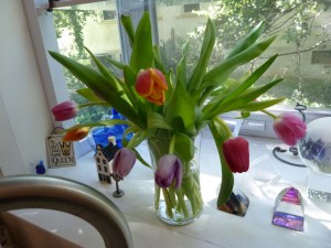 Mystery Tulips 2
