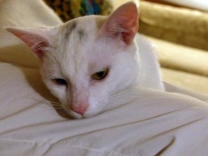 Recently Rescued, August 2014