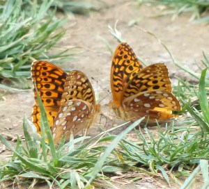 Two Butterflies