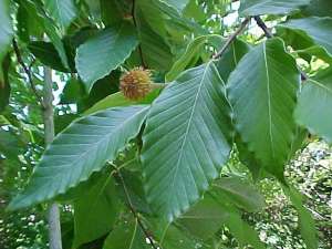 American Beech with seed cone, Fagus_grandifolia_fruit