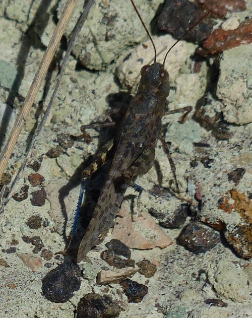 Hopper in the Blue Basin