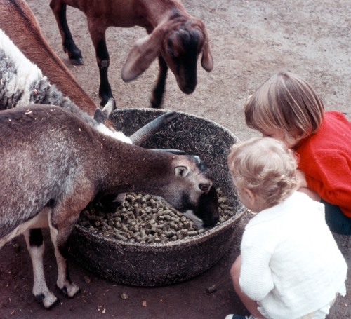 1972 Aug San Diego Zoo Scott and Sherry with the goats