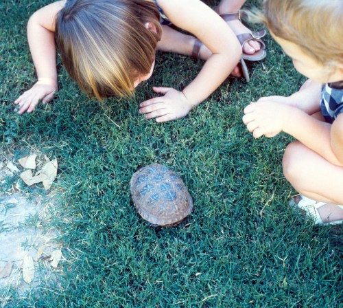1972 Sep Scott and Sherry with turtle in Tucson back yard