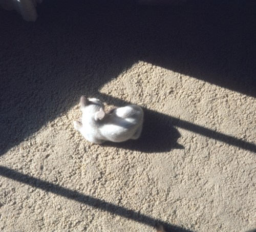 1974 Feb Little Ivan on the rug 2