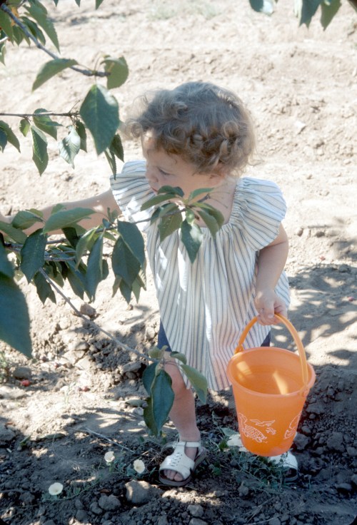 1974 Aug Sherry Cherry picking in California