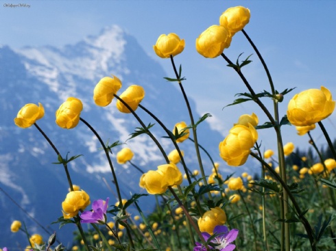 alpine-flowers_25137
