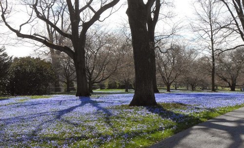 crocus-carpet-at-longwood2-mvg222-blogspot-com