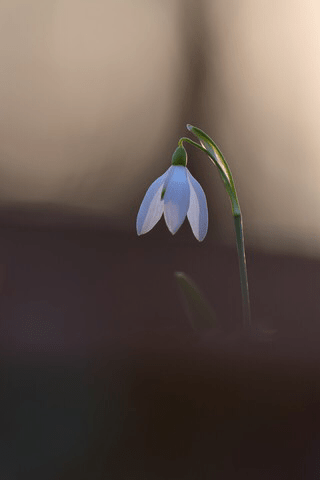 wu-spring-in-linz-austria-haggiaustria-on-28-feb-2017