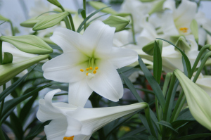Easter Lilies