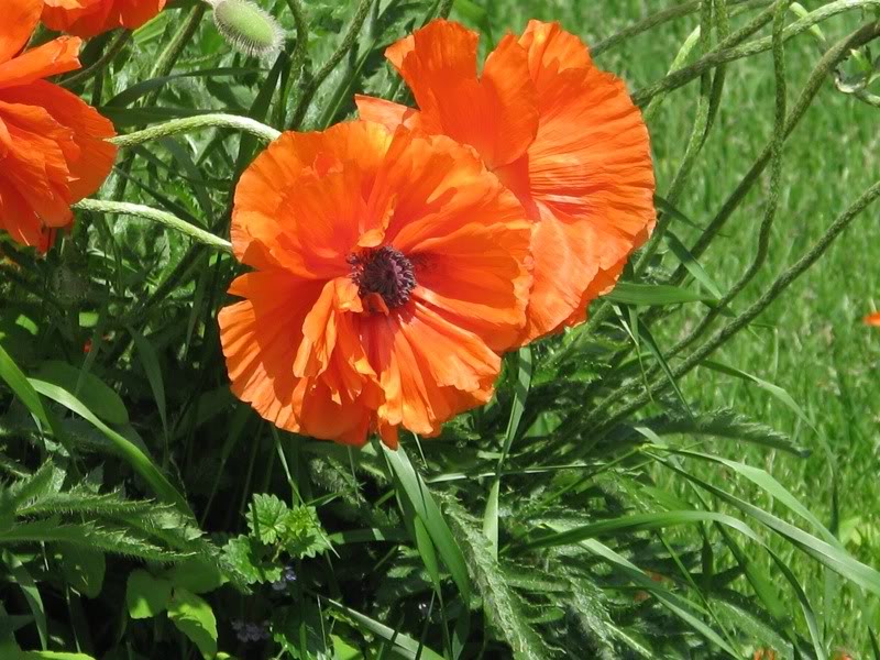Small Ruffled Poppy bright ruffled poppies | Telling the Truth